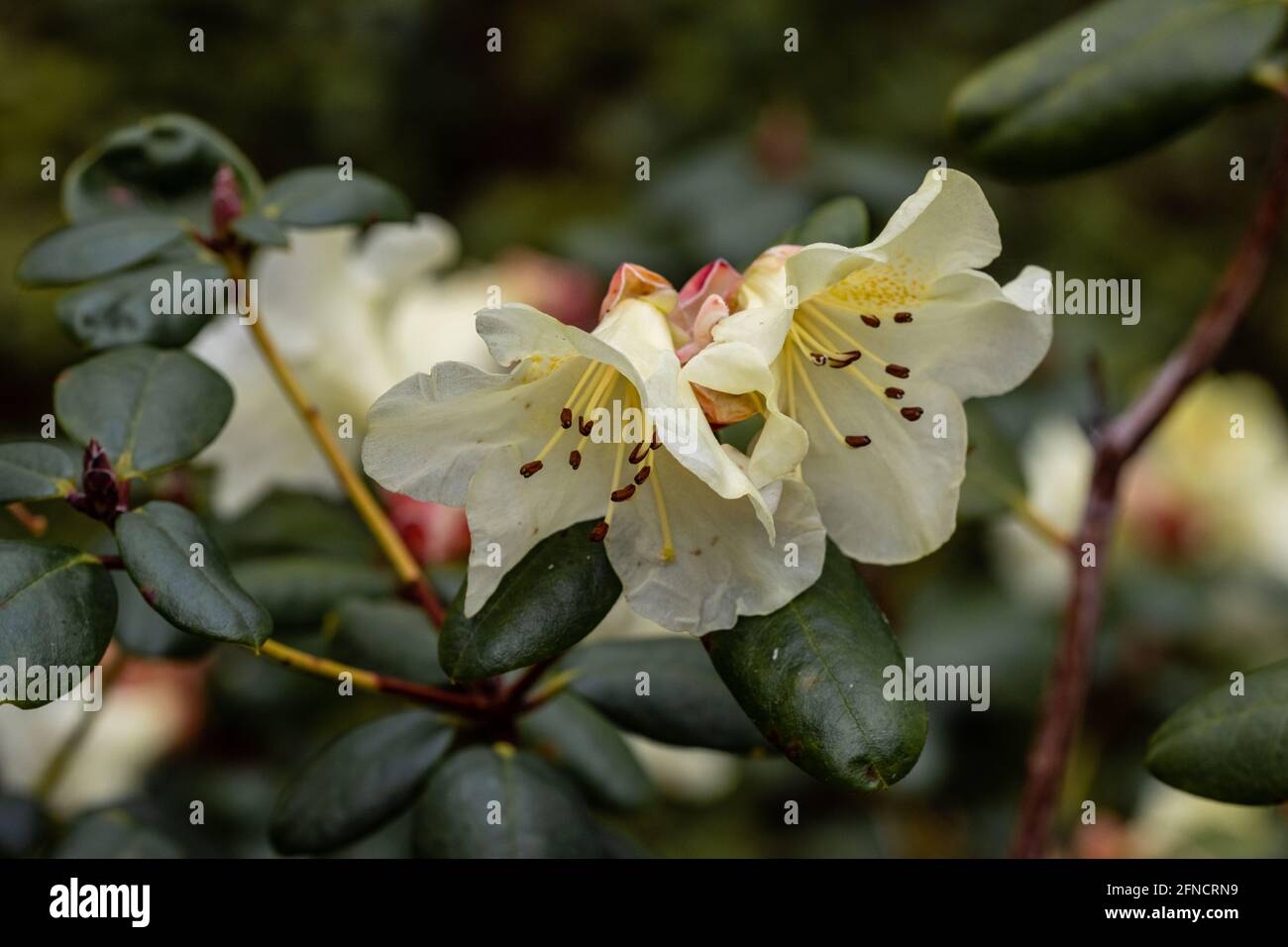 Nahaufnahme von zitronengelbem Rhododendron Golden Oriole blüht ein Feder Stockfoto