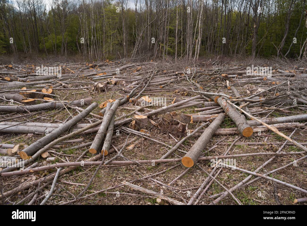 Der traurende Anblick von gefällten Wäldern und Lebensräumen, der jedoch für Nachwachsen und forstwirtschaftliche Pflege befragt wird, wird den Boden für Bluebells öffnen Stockfoto