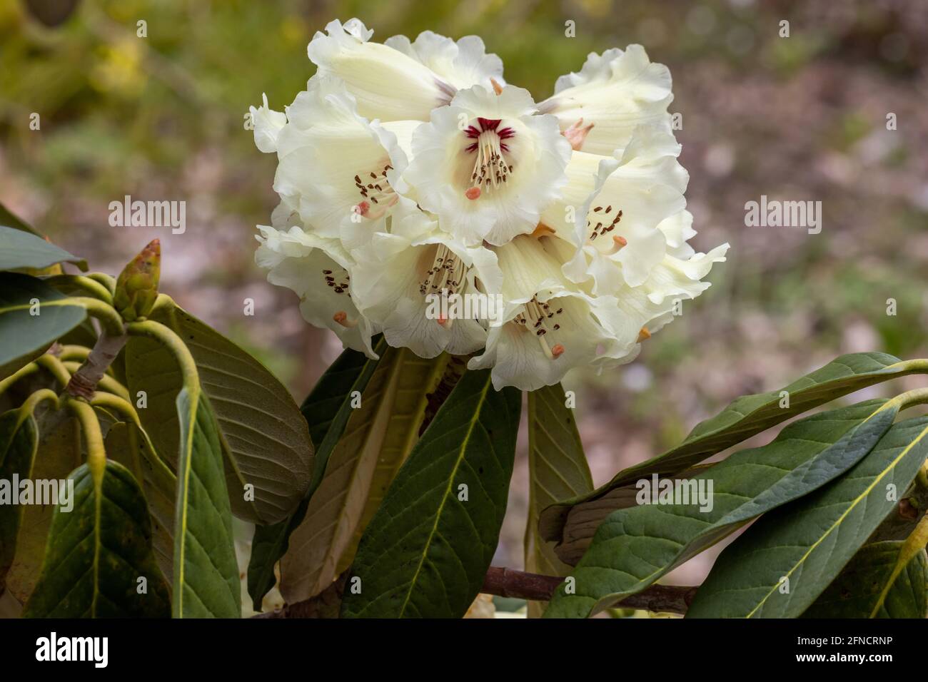Nahaufnahme der gelben Rhododendron-Macabeanum-Blüten im Frühjahr Stockfoto