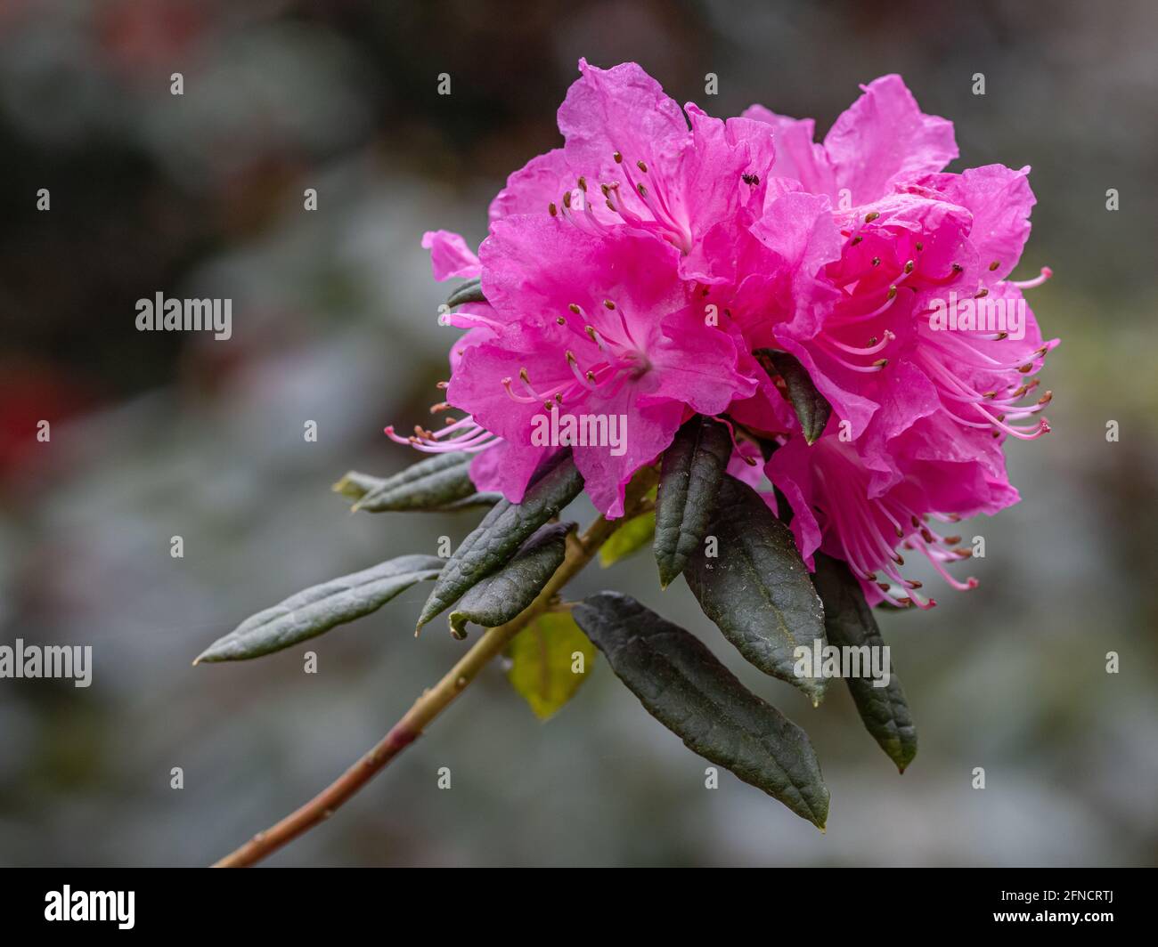 Leuchtend rosa Rhododendron Osara blüht im Frühling Stockfoto