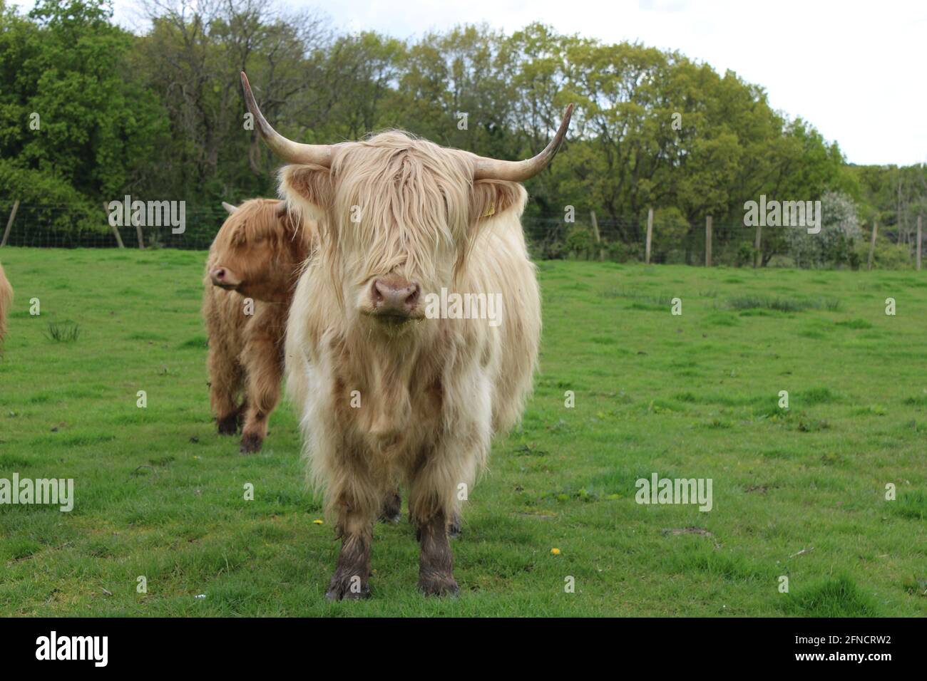 Cremefarbene langhaarige Langhornkuh auf einem Feld. Schottische Hochlandkuh mit Kalb. Seltene Rasse Kühe Konzept mit Kopieplatz Stockfoto