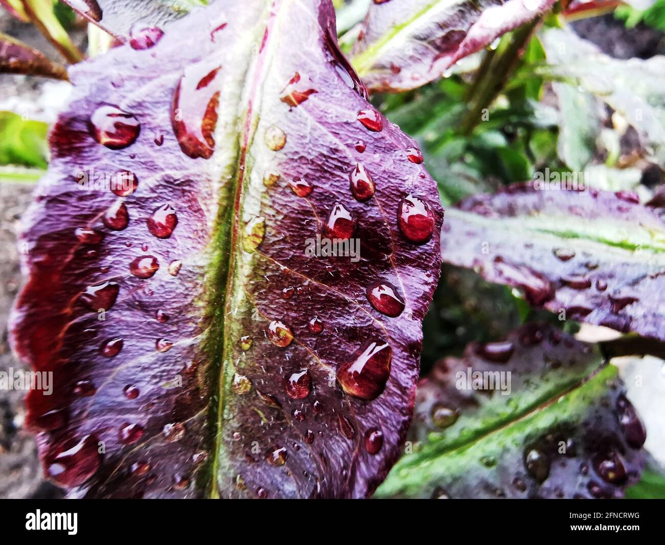 Ein frisches Blatt einer Pflanze mit Wasser tropft hinein Ein Garten Stockfoto