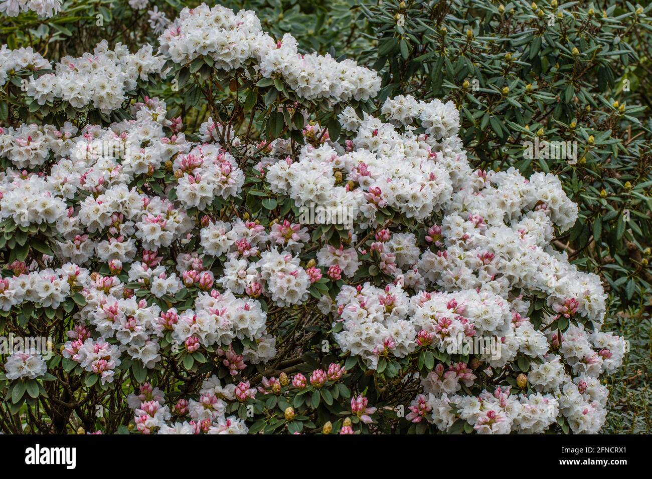 Großer Rhododendron pachysanthum in voller Blüte im Frühjahr Stockfoto