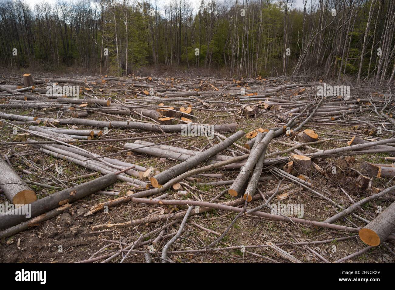 Der traurende Anblick von gefällten Wäldern und Lebensräumen, der jedoch für Nachwachsen und forstwirtschaftliche Pflege befragt wird, wird den Boden für Bluebells öffnen Stockfoto