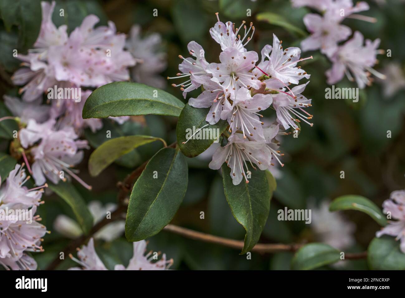 Nahaufnahme der blassrosa Rhododendron-Racemosum-Blüten im Frühjahr Stockfoto