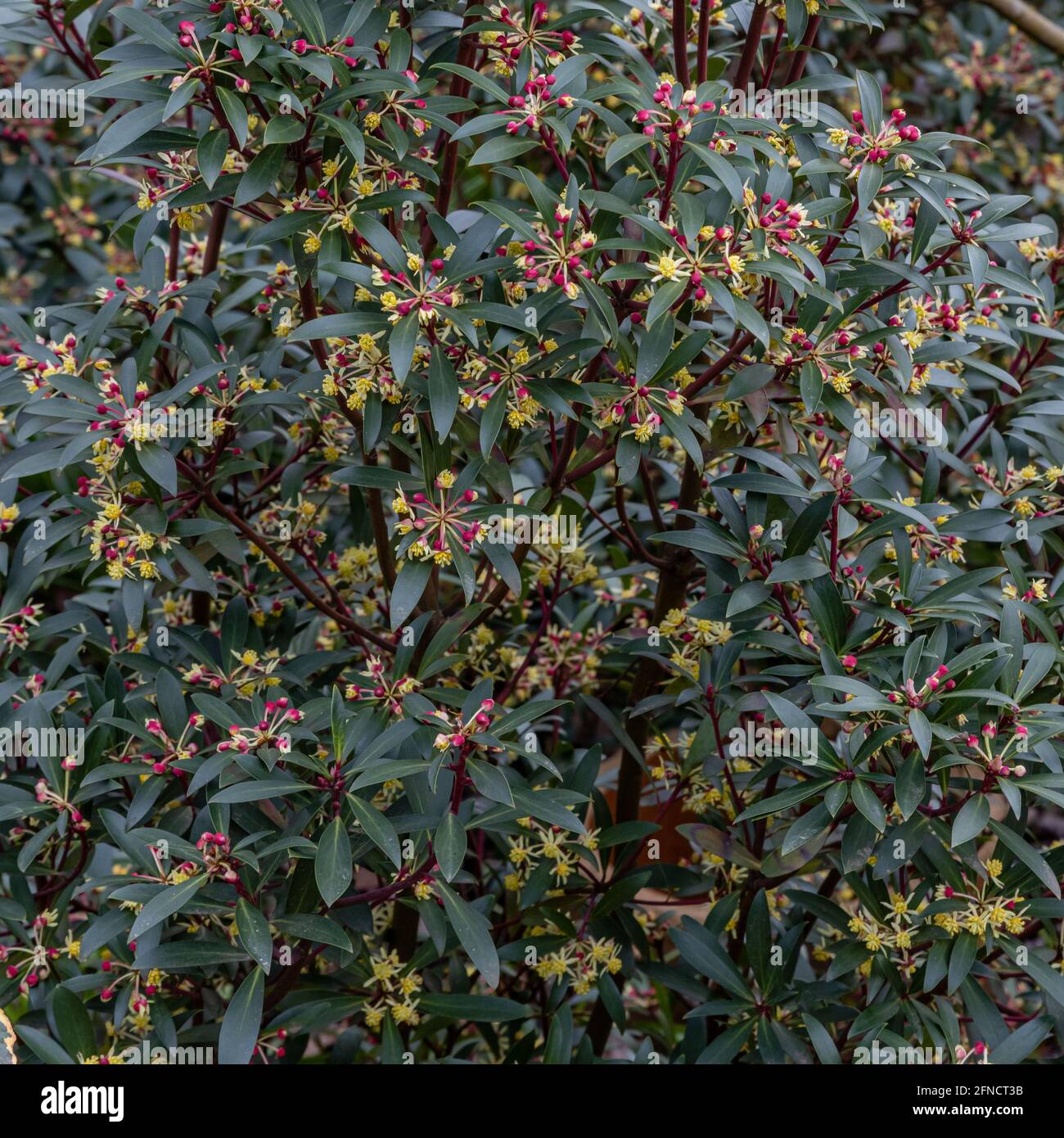 Nahaufnahme der Tasmannia lanceolata Red Spice Blüten im Frühjahr Stockfoto
