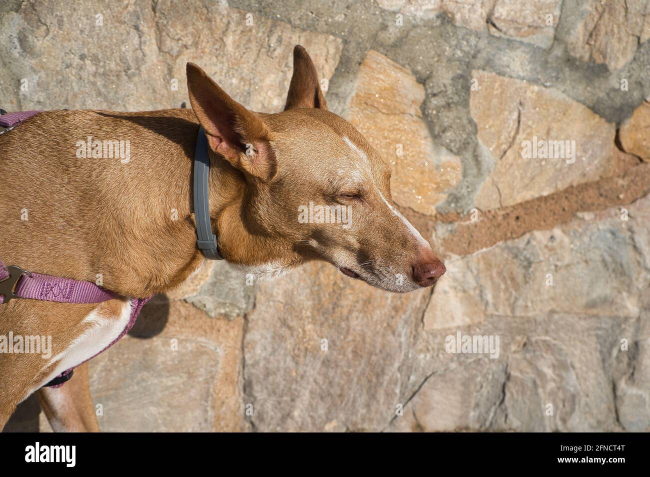 Jagdhund der Podenco-Rasse in der Sonne sitzend. Tier Stockfoto