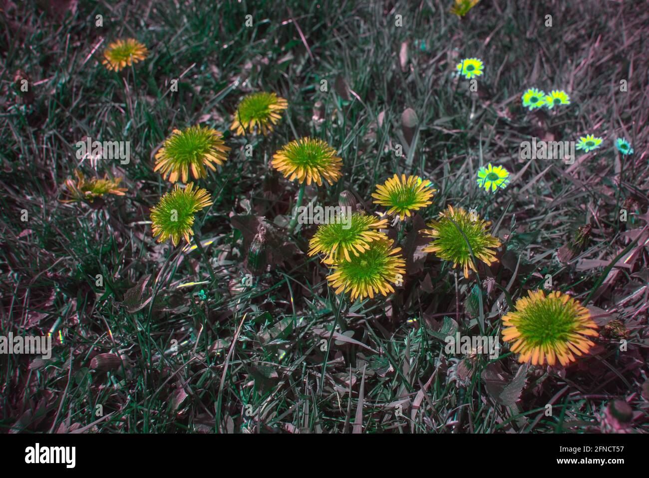 Darstellung des Sehens von Bienen oder Insekten mit kalibrierten Farben Sichtbar in ultraviolettem grün blauem Teil des Spektrums 300 - Wellenlänge 650 nm Stockfoto