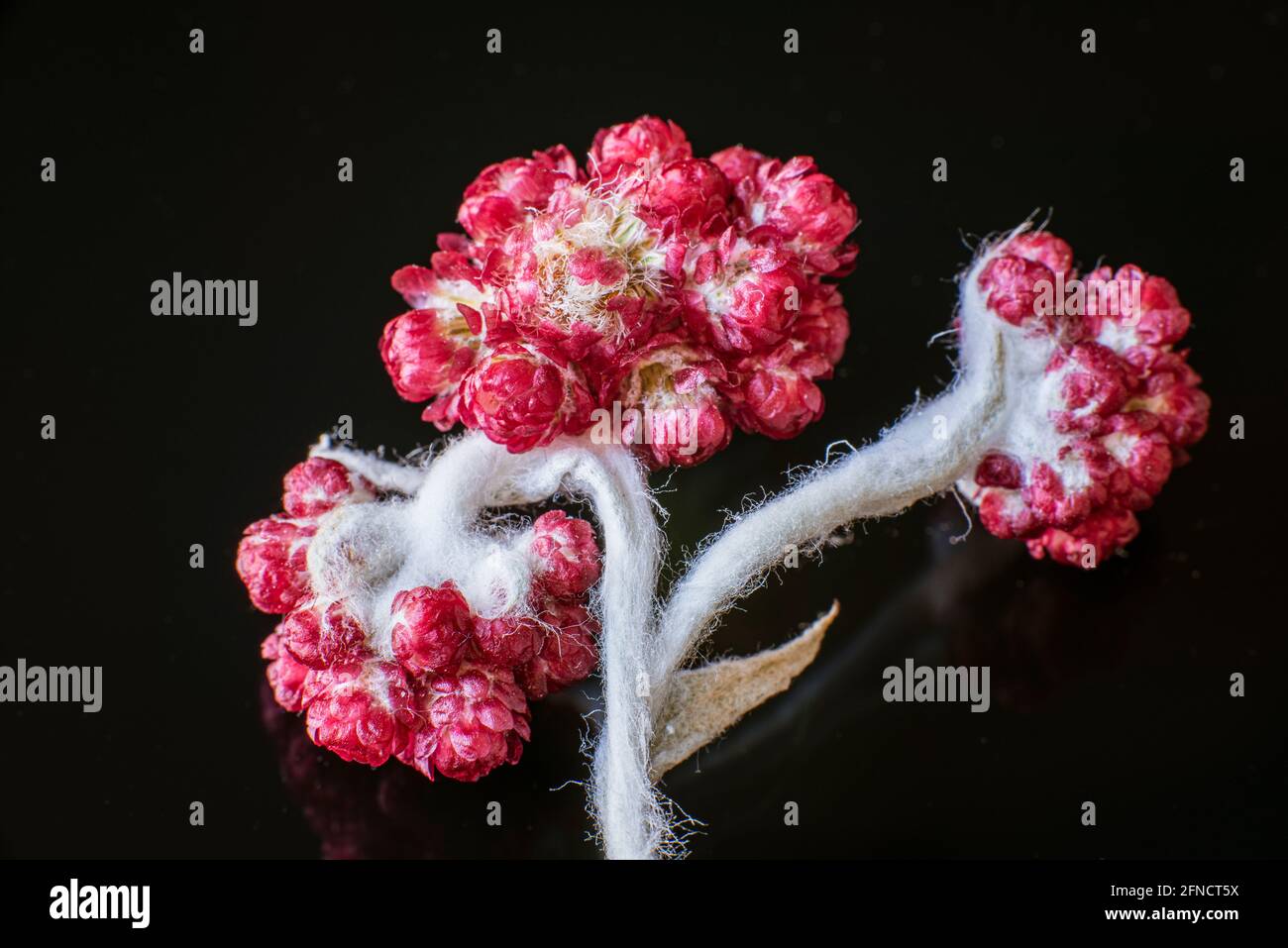 Helichrysum sanguineum - alias Red Everlasting Flowers, Red Cud Weed, blüht im späten Frühjahr im Mittelmeerraum, in den judäischen Bergen, Israel. Immerwährende Blumen. Hochwertige Fotos Stockfoto