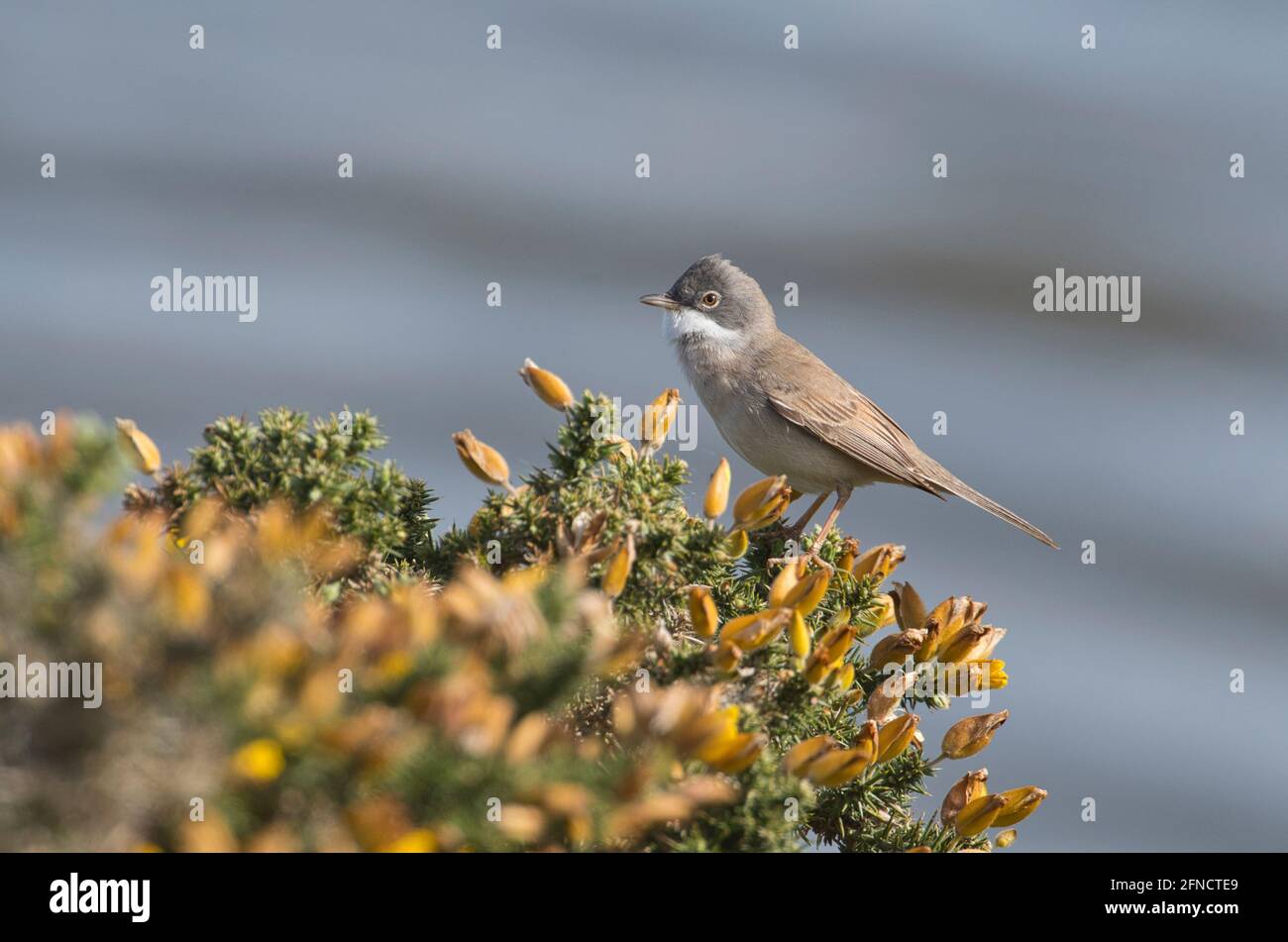 Gemeinsame Whitethroat (Sylvia Communis) Stockfoto