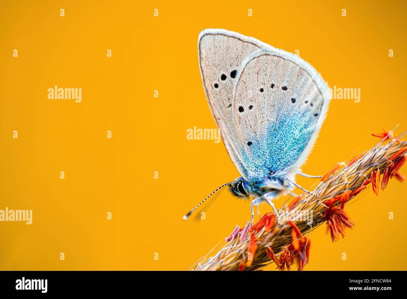 Makroaufnahme eines Schmetterlings aus flammendem feurigem Kupfer (Lycaena thersamon), der auf einem Grasstrand thront. Isoliert auf orangefarbenem Hintergrund. Geringe Schärfentiefe Stockfoto