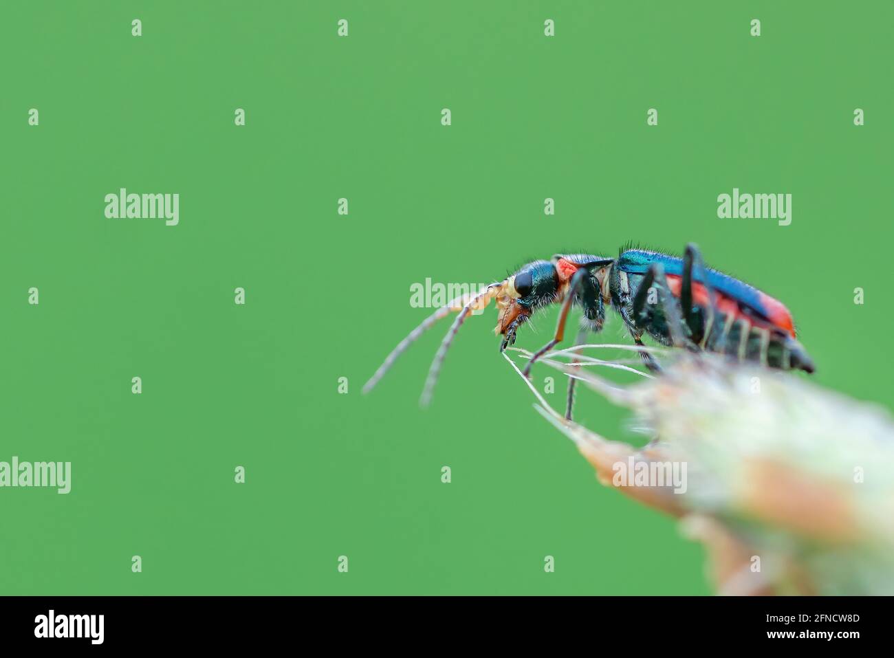 Nahaufnahme eines kleinen schwarzen und roten Käfers, der auf einer Blume sitzt. Isoliert auf hellgrünem Hintergrund. Geringe Schärfentiefe Stockfoto