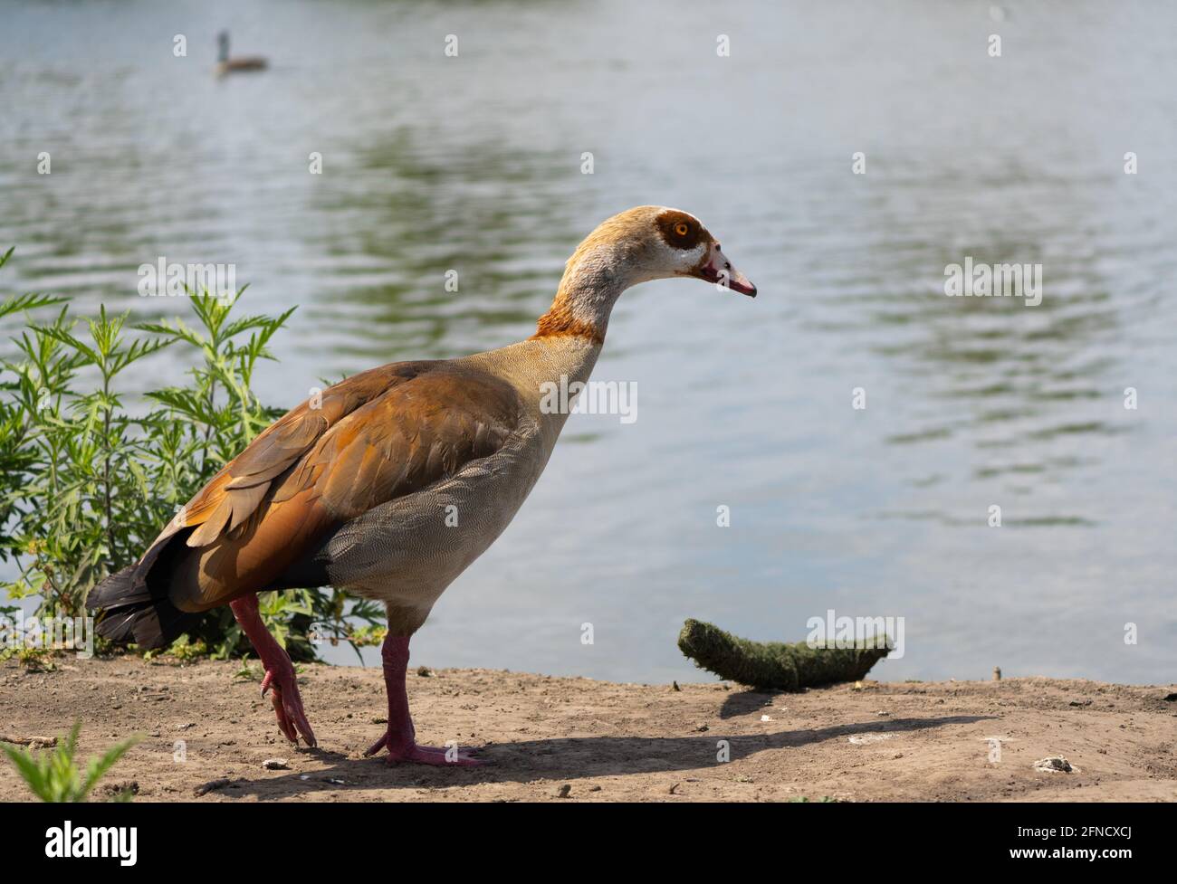 Eine ägyptische Gans am Rande des Haskell Creek im Sepulveda Basin Wildlife Reserve in Woodley, Kalifornien, USA Stockfoto