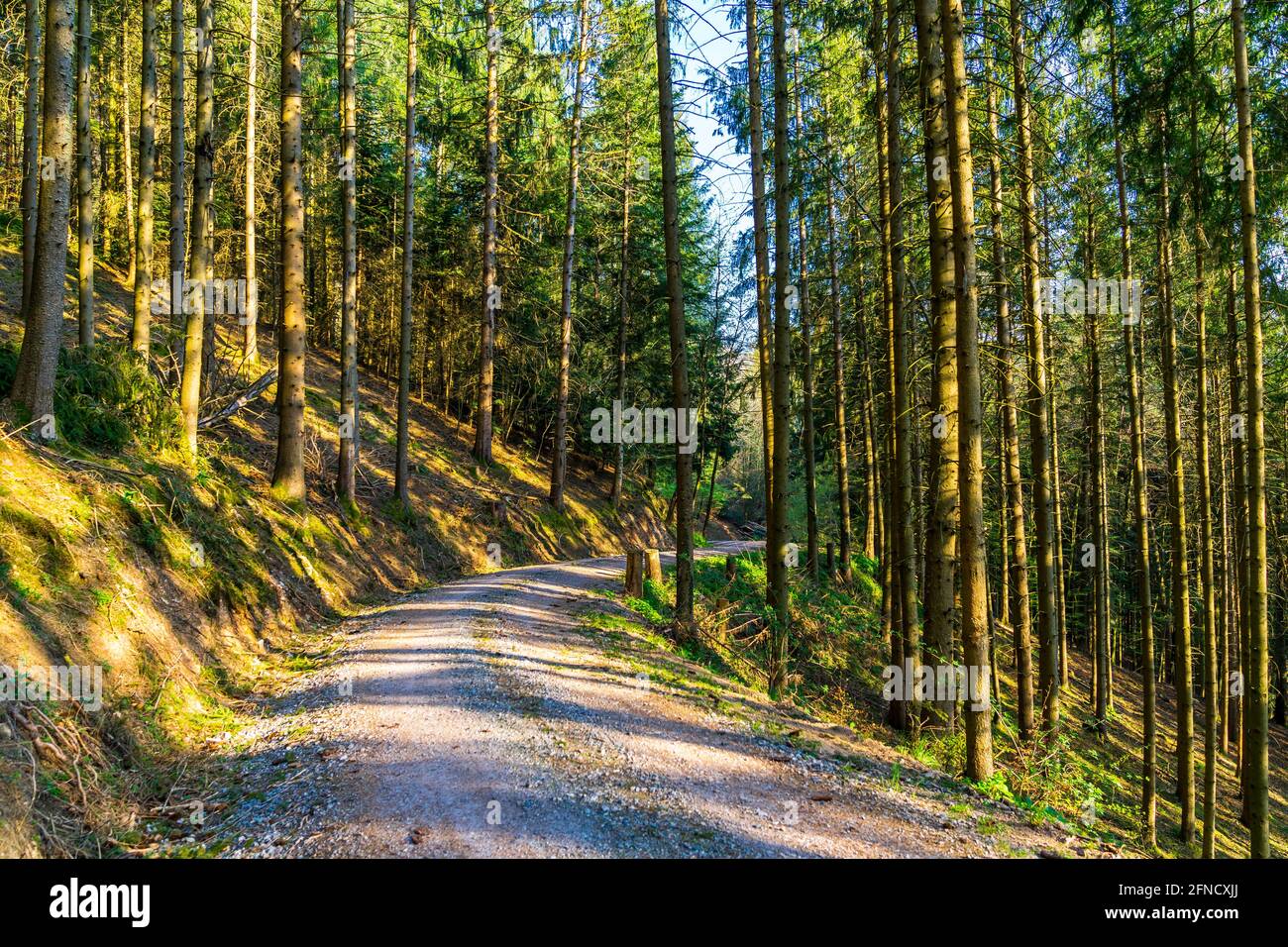 Deutschland, kurviger Wanderweg durch die deutsche naturregion schwarzwald bei warmem Nachmittagssonne Stockfoto