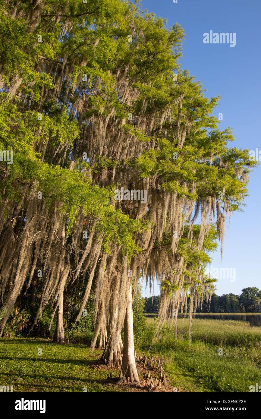 Morgen im Liberty Park in Inverness, Florida, mit spanischem Moos, das auf Zypressen drapiert ist. Stockfoto