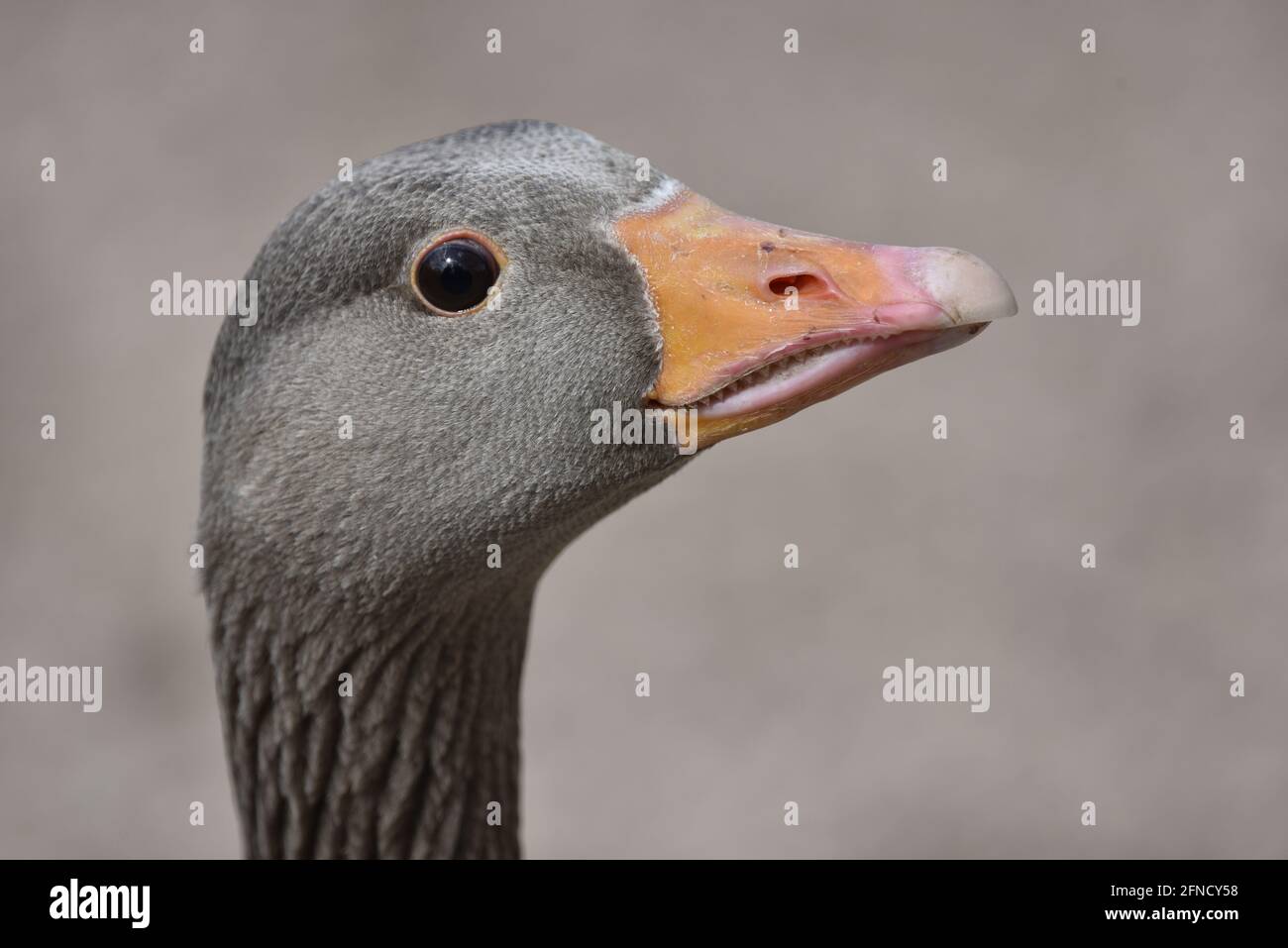 Graugans (Anser anser) Porträt mit rechtem Profil, Nahaufnahme mit schlichtem grauem Hintergrund, aufgenommen im Frühjahr in Großbritannien Stockfoto