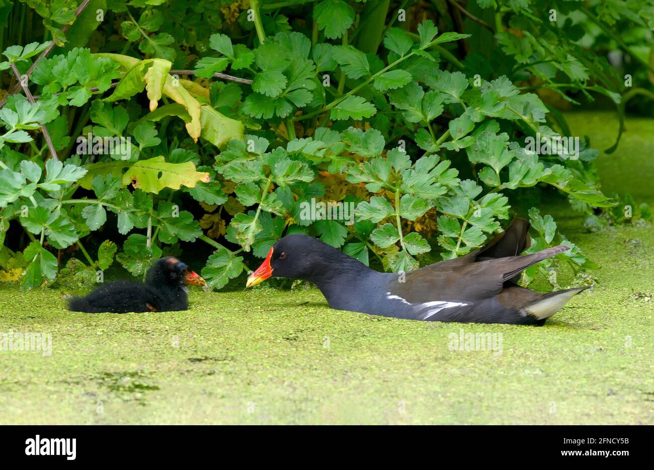 Ein erwachsenes Moorhen (Gallinula chloropus) Neigt dazu, dass es Küken auf einem mit Pondweed bedeckten See ist Stockfoto