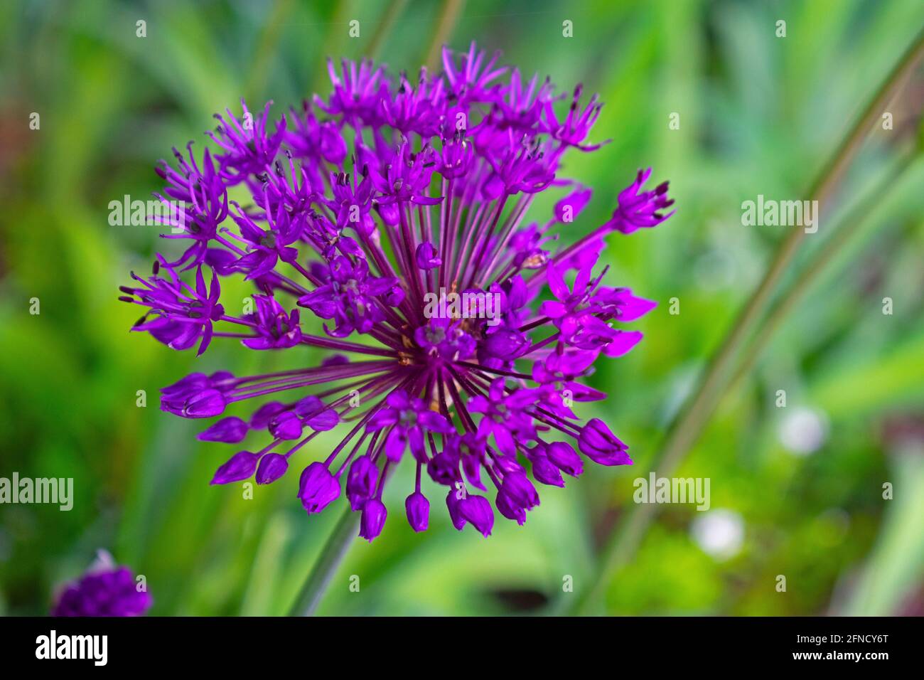 Einzelne riesige lila Allium-Blütenkopf, eine Zierzwiebelpflanze, in einem verschwommenen grünen grasigen Hintergrund -01 Stockfoto