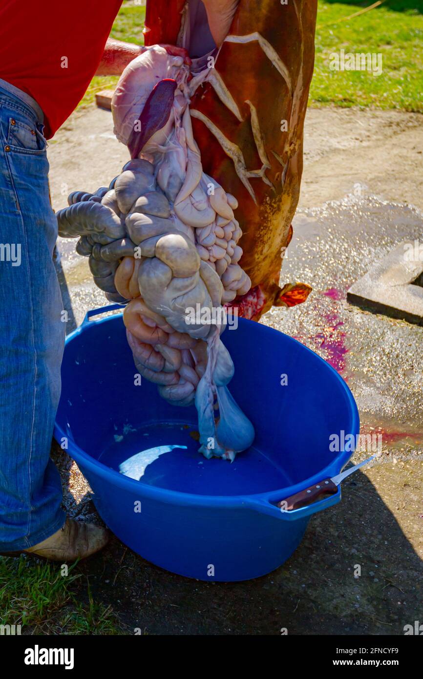 Der Metzger entfernt mit einem Messer den Darm, die Innereien aus den Eingeweiden des Schweins und legt sie in eine große Kunststoffschale, Fleischverarbeitung in der Metzgerei im Freien. Stockfoto