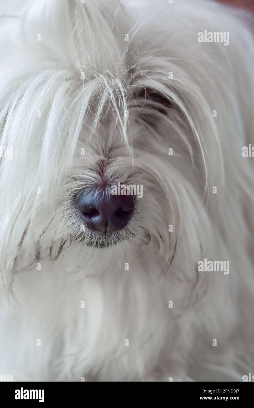 Nahaufnahme eines weißen maltesischen Schoßhundes Stockfoto