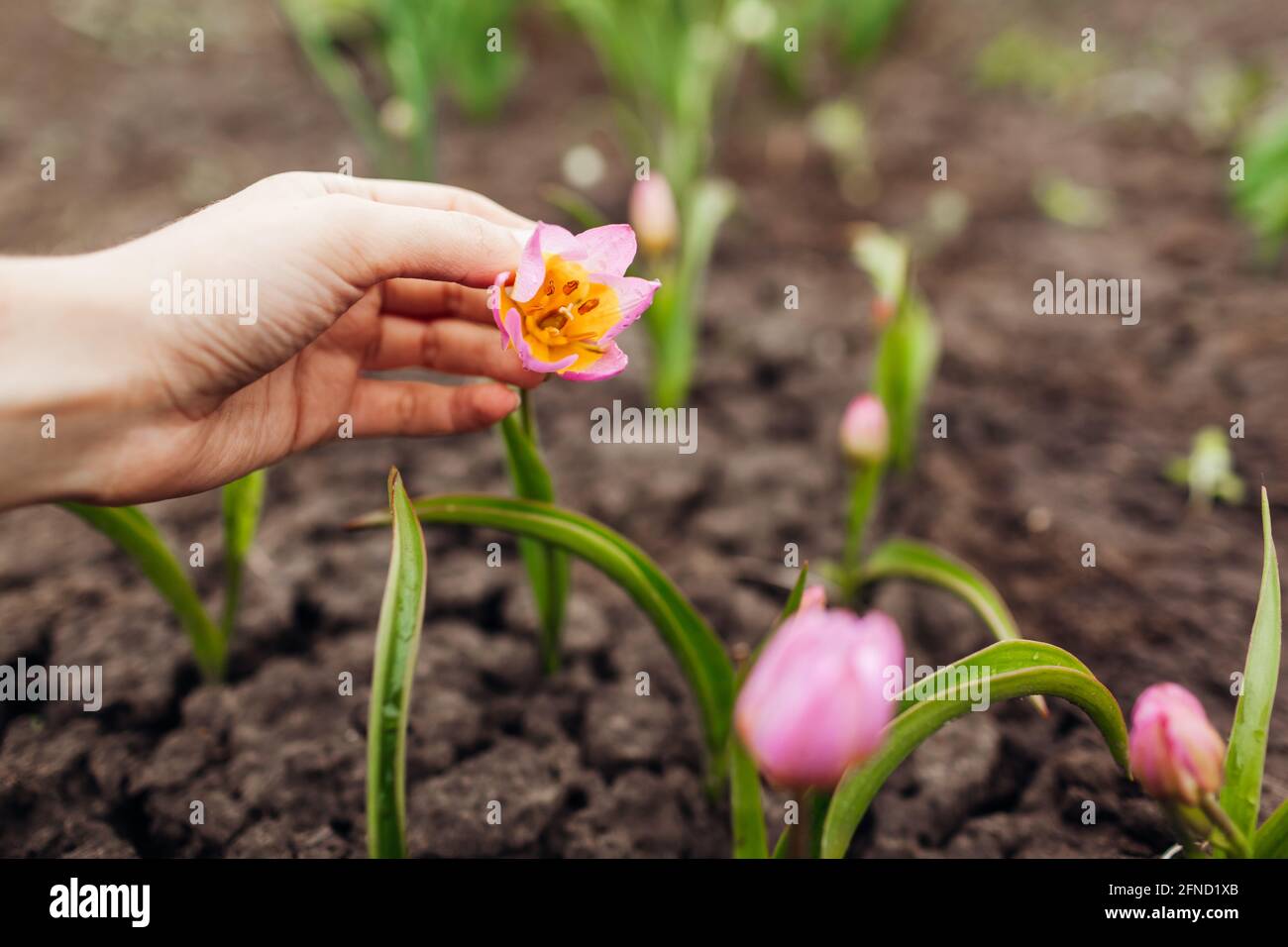 Gärtner mit rosa botanischen Tulpen, die im Frühlingsgarten wachsen. Flieder Wonder Variety. Blumen blühen im Mai im Freien. Nahaufnahme Stockfoto