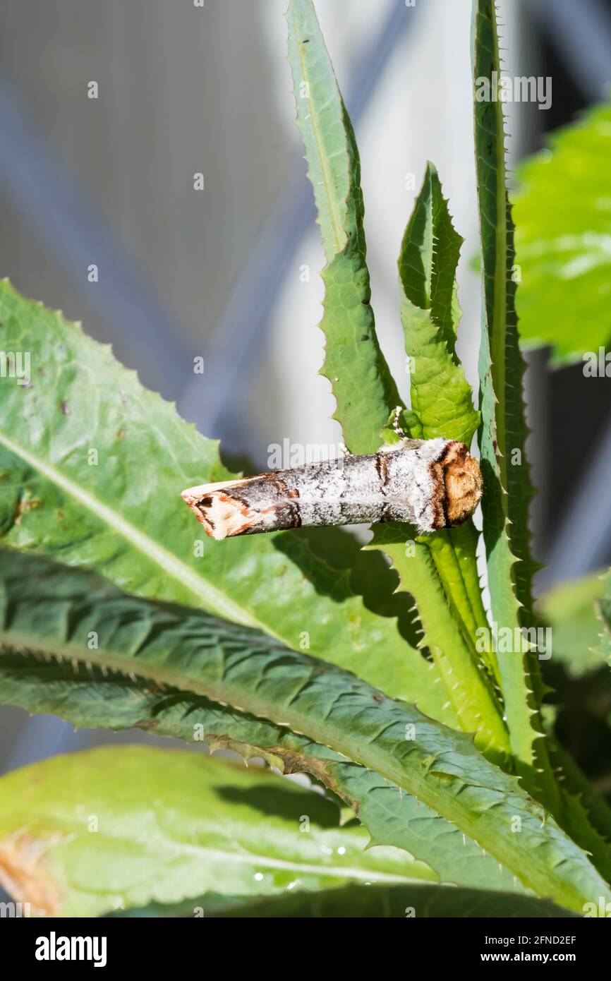 Buff-Tip-Motte, Phalera bucephala, in Ruhe, getarnt als kleiner Holzzweig. Stockfoto