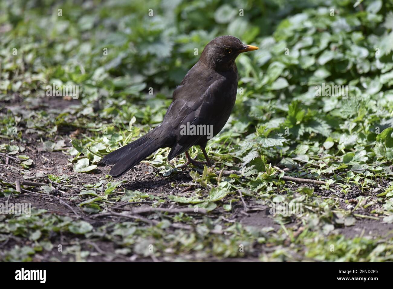 Männlicher Amsel (Turdus merula) am Boden, rechts Proifle, Blick in grünes Laub mit Kopf nach rechts an einem sonnigen Frühlingstag in Großbritannien gedreht Stockfoto