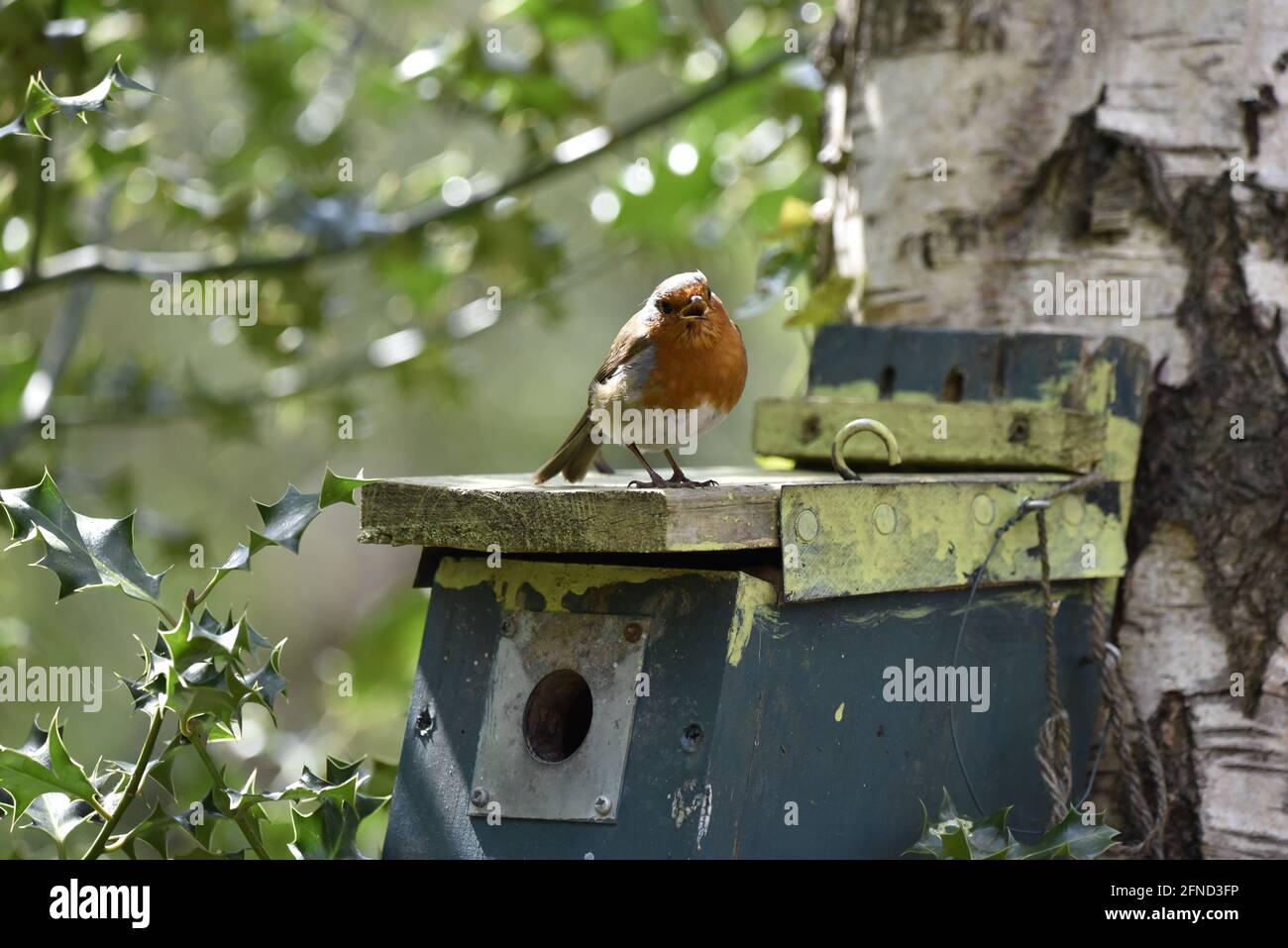 Europäischer Robin (Erithacus rubecula), der auf dem Dach einer blau gemalten Nistbox steht, gegenüber der Kamera, in einem Naturschutzgebiet in Staffordshire, April Stockfoto