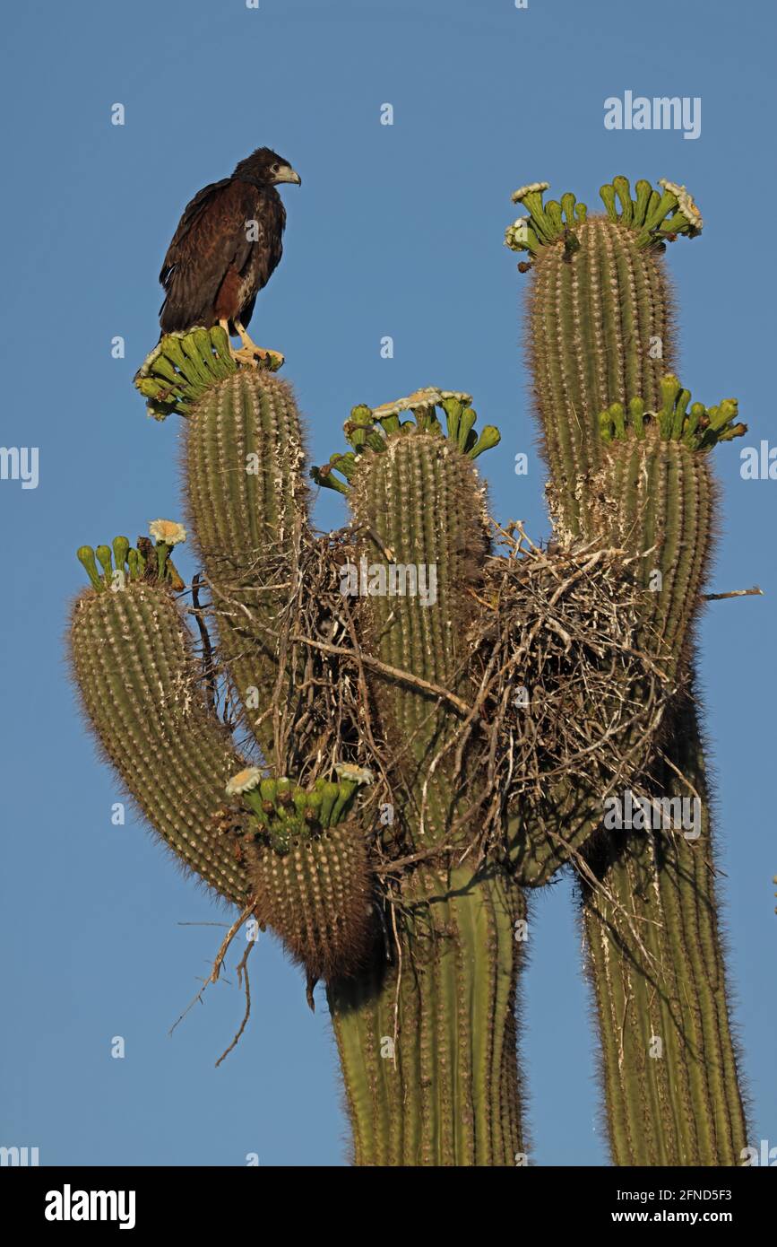 Harris-Falke (Parabuteo unicinctus), der sich anschmiegt, sein Nest in saguaro-Kaktus, Sonoran-Wüste, Arizona, zu verlassen Stockfoto