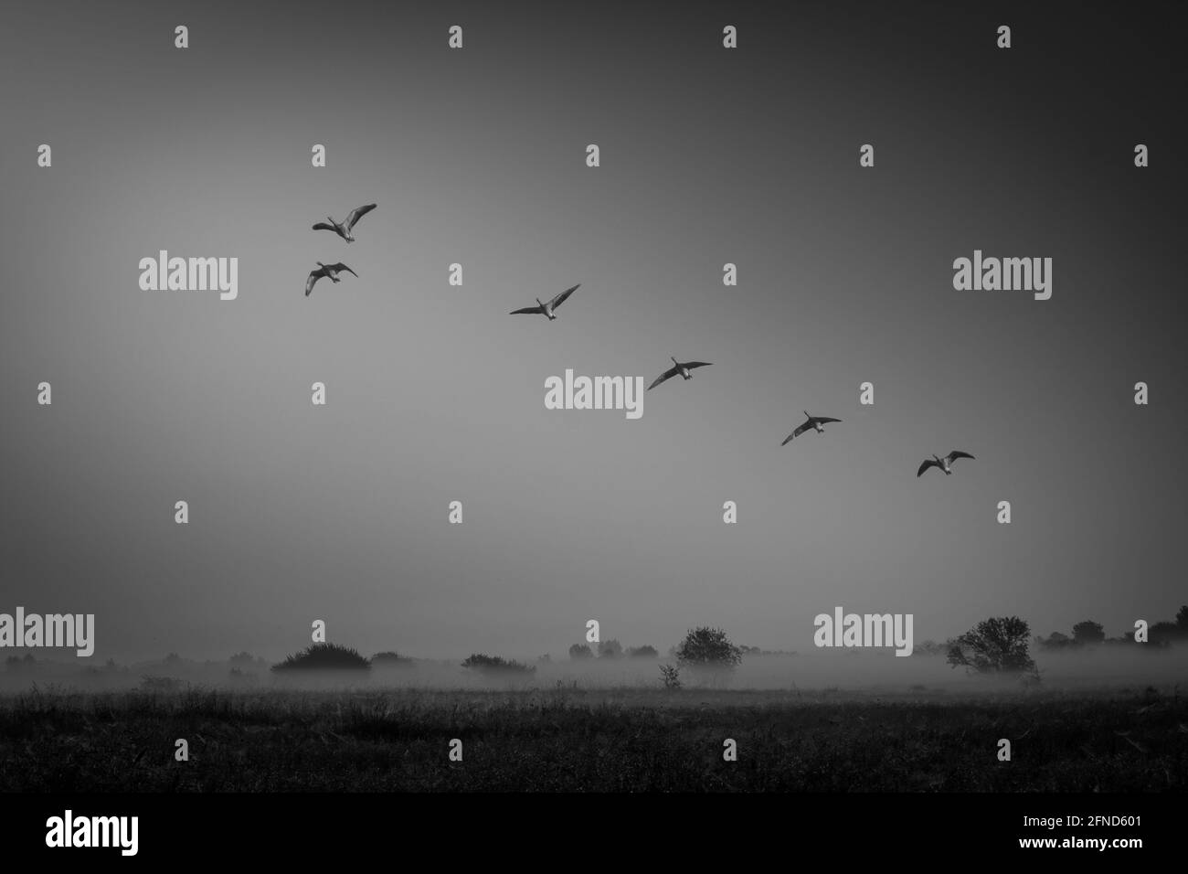 Ein Schwarm Gänse, die am frühen Morgen in V-Formation fliegen Stockfoto