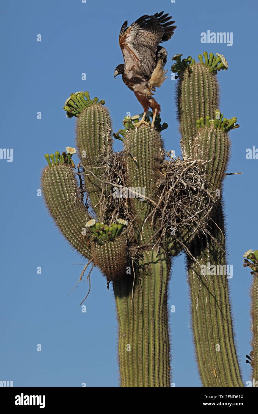 Harris-Falke (Parabuteo unicinctus), der sich anschmiegt, das Nest in saguaro-Kaktus zu verlassen, übt das Fliegen, Sonoran-Wüste, Arizona Stockfoto