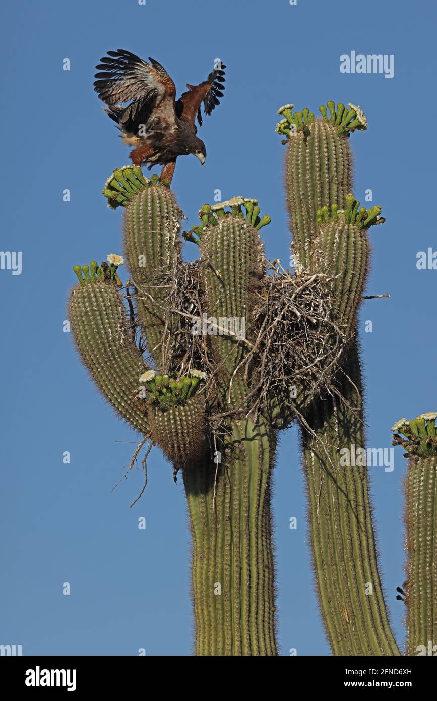 Harris-Falke (Parabuteo unicinctus), der sich anschmiegt, das Nest in saguaro-Kaktus zu verlassen, übt das Fliegen, Sonoran-Wüste, Arizona Stockfoto