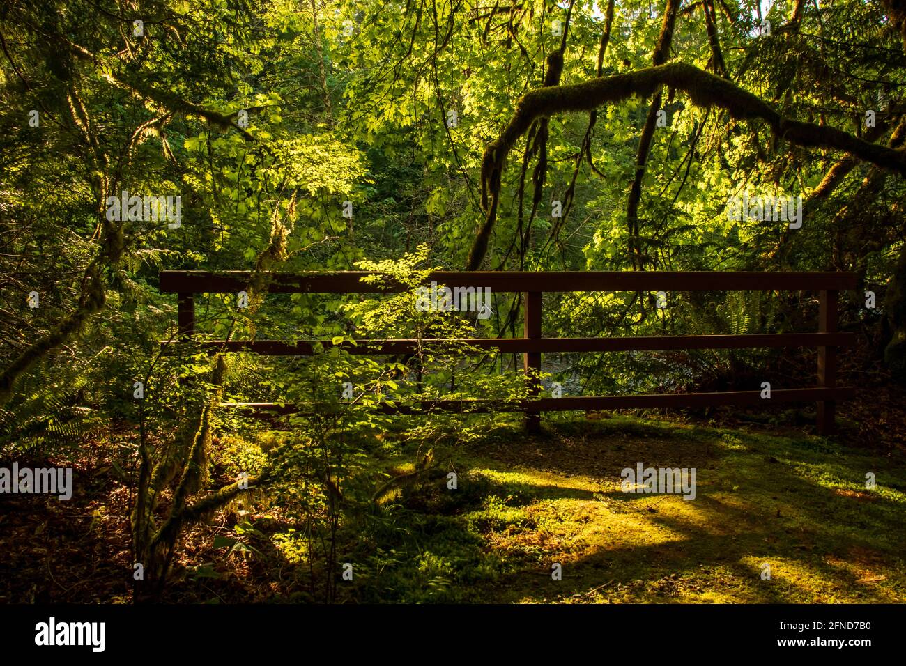 Grüner, friedlicher Park, in einem Nadelwald an der Küste von British Columbia, Kanada. Gefiltertes Sonnenlicht, Schatten, überhängende Äste und Holzzaun. Stockfoto