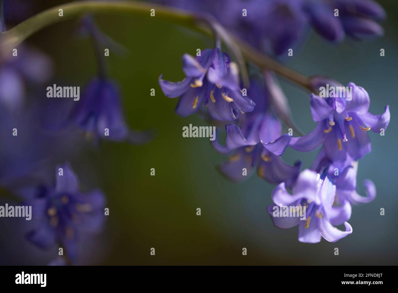 Bluebells von unten fotografiert Stockfoto