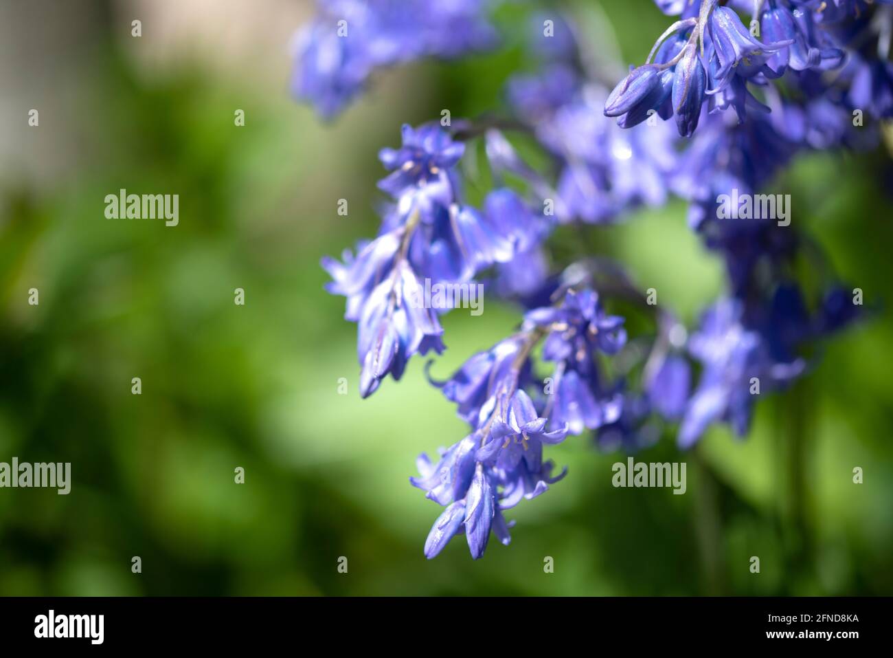 Bluebells - offene und geschlossene Blumen Stockfoto