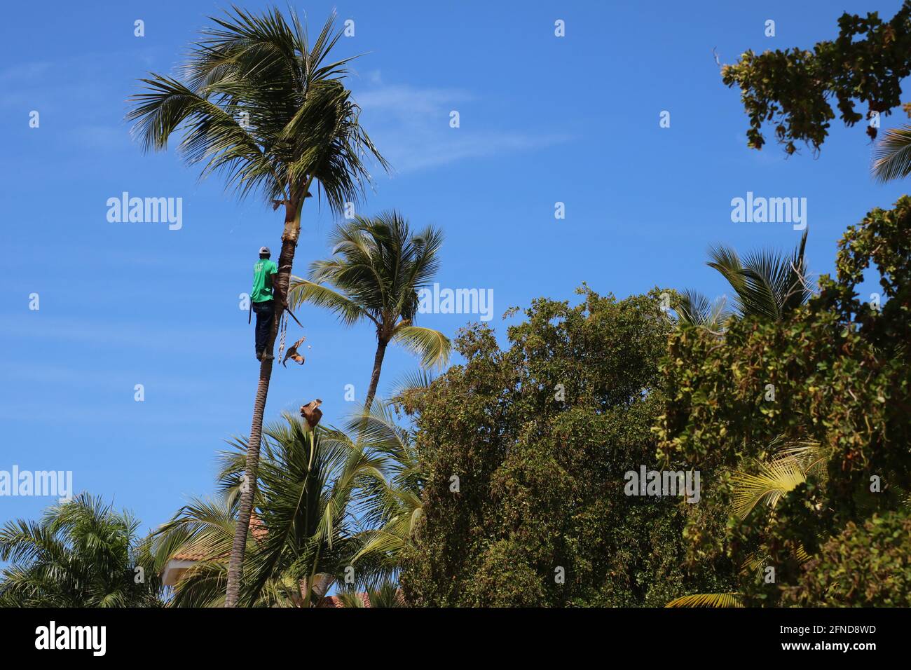 Kokosnussernte Stockfoto