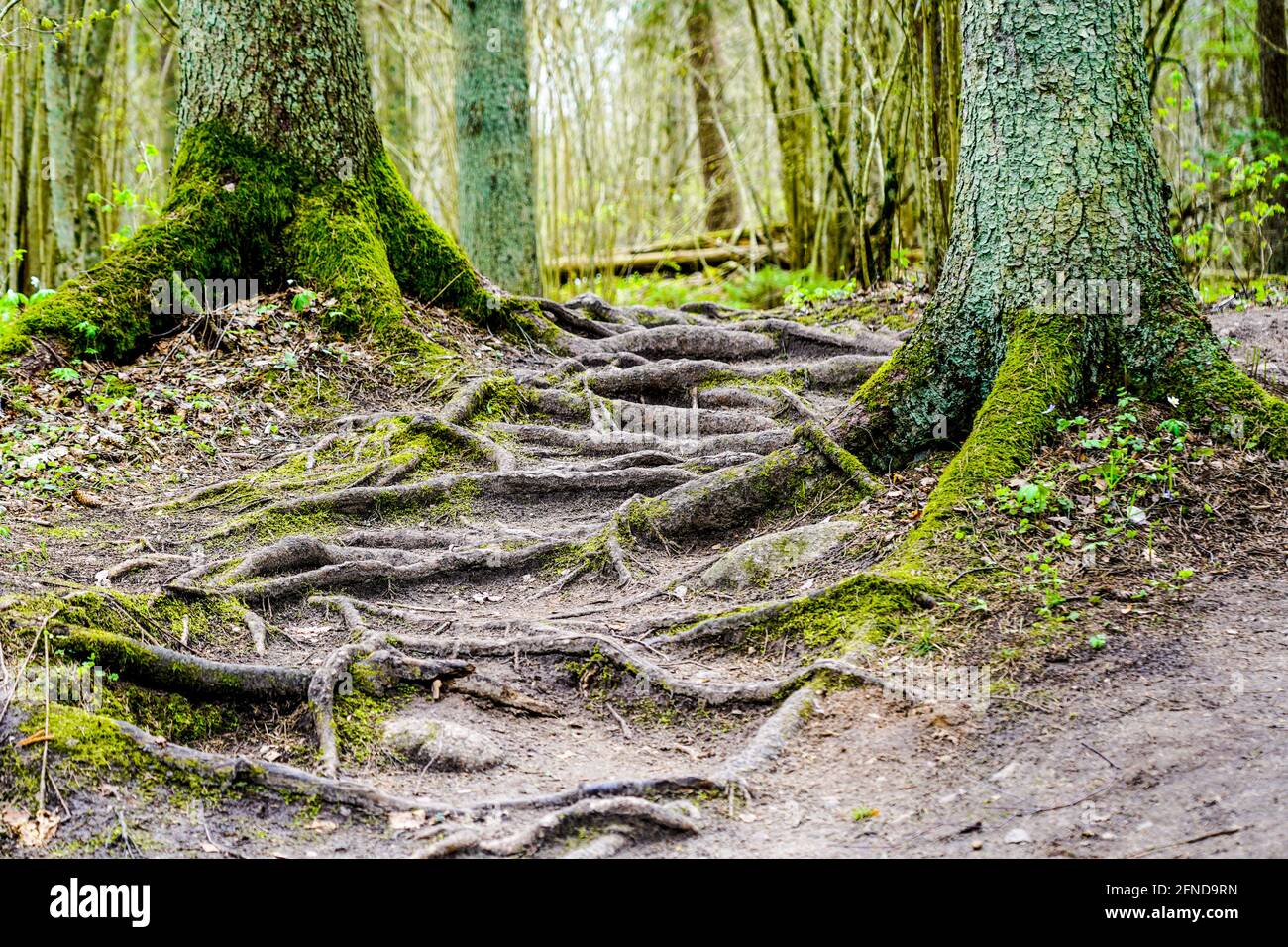 Geheimnisvoller Weg im Wald mit grünen moosigen Baumstämmen Und freigelegte Wurzeln Stockfoto