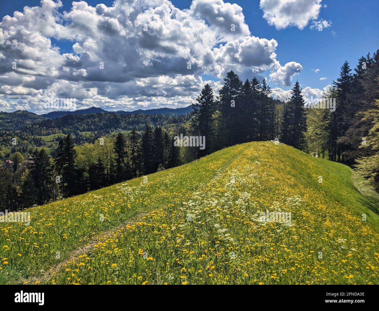 Frühling im zürcher oberland. Wanderweg durch die Hügellandschaft mit blühenden Blumen. Toestal Bauma Stockfoto