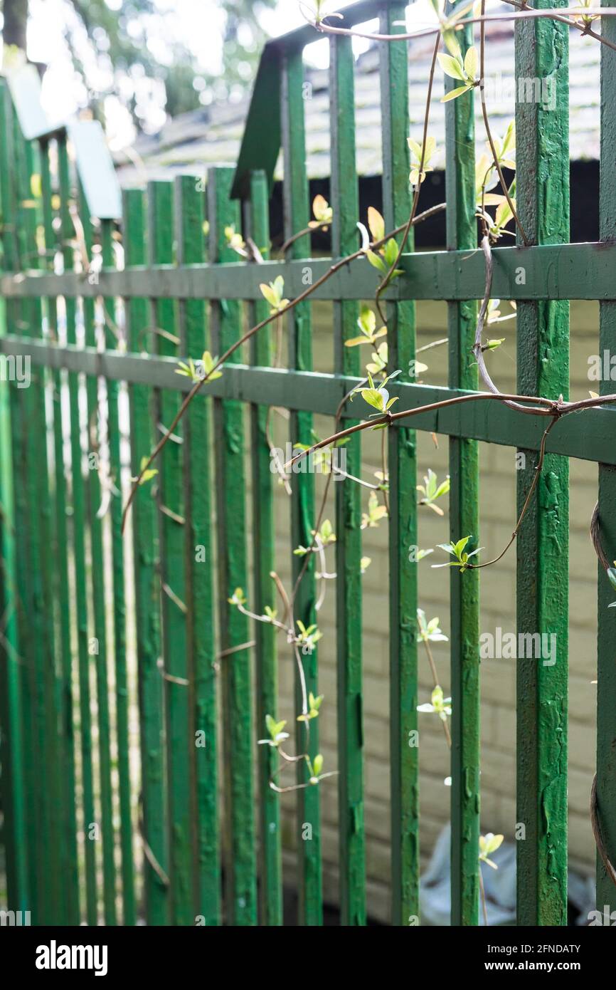 Metallzaun mit Ästen wilder Trauben. Stockfoto