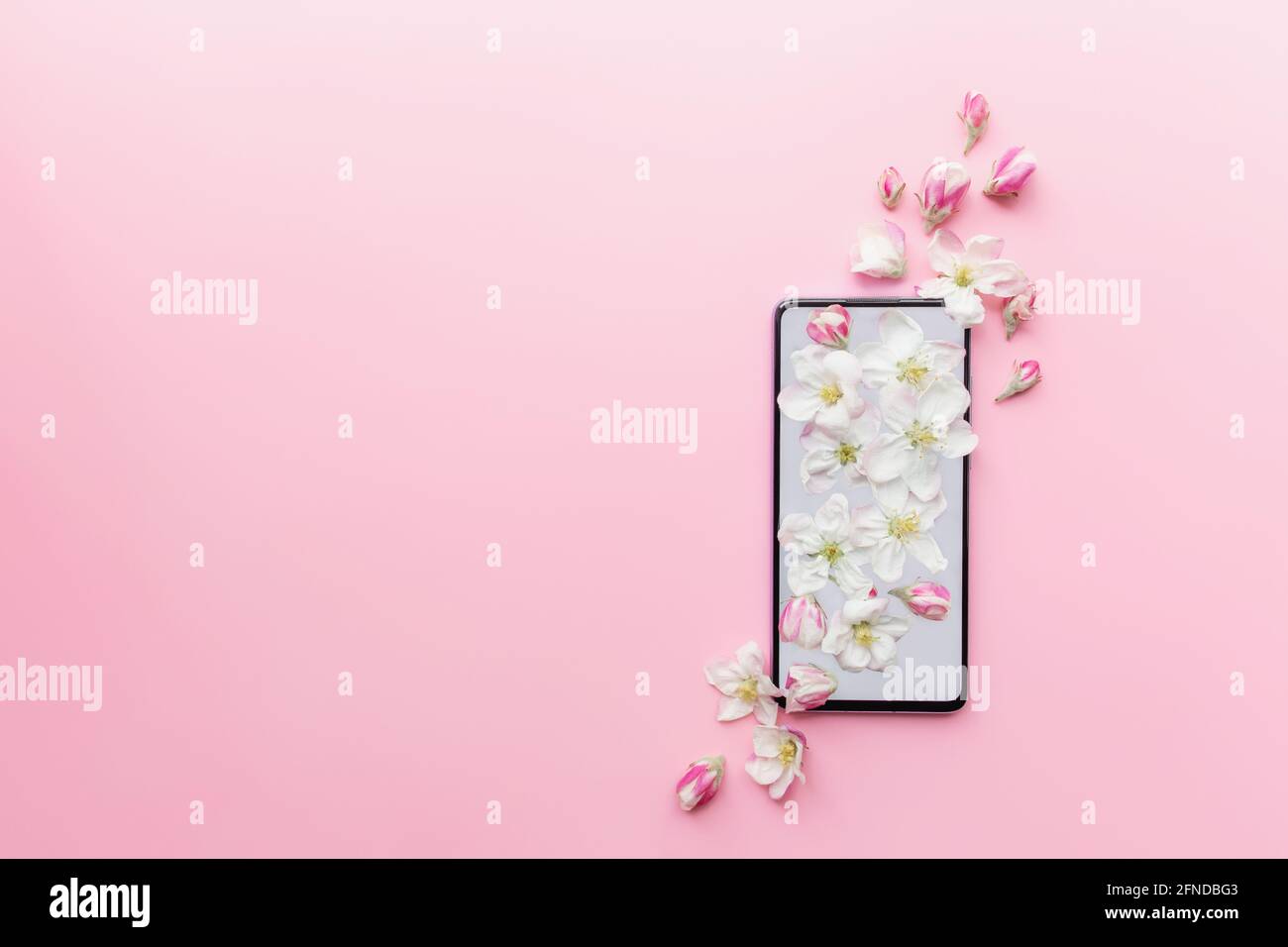 Pink Flat Lay Konzept von frischem Frühling und romantischen Inhalten, Telefon, Blüte Stockfoto