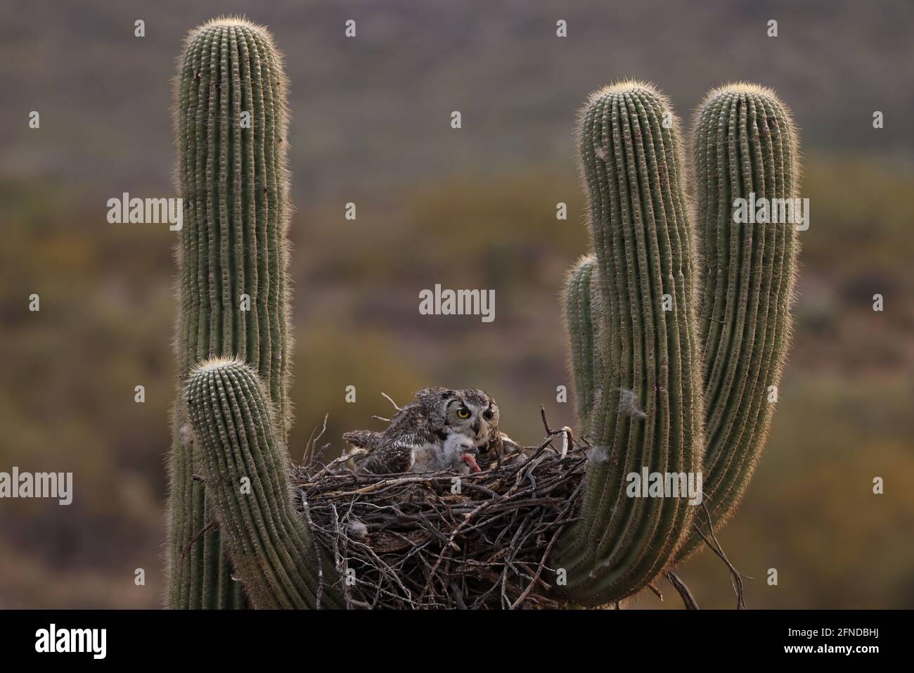 Große gehörnte Eulen (Bubo virginianus), im Nest in saguaro Kaktus, Stockfoto
