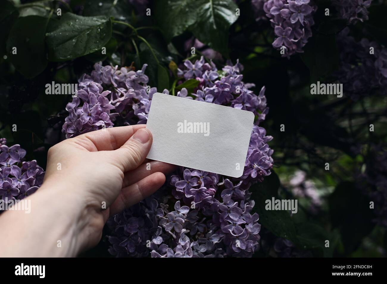 Frauenhand mit leerem Gruß, Visitenkarte. Lila Flieder blüht im Garten. Moody Frühling Hochzeit Schreibwaren Mockup. Geburtstag Stockfoto