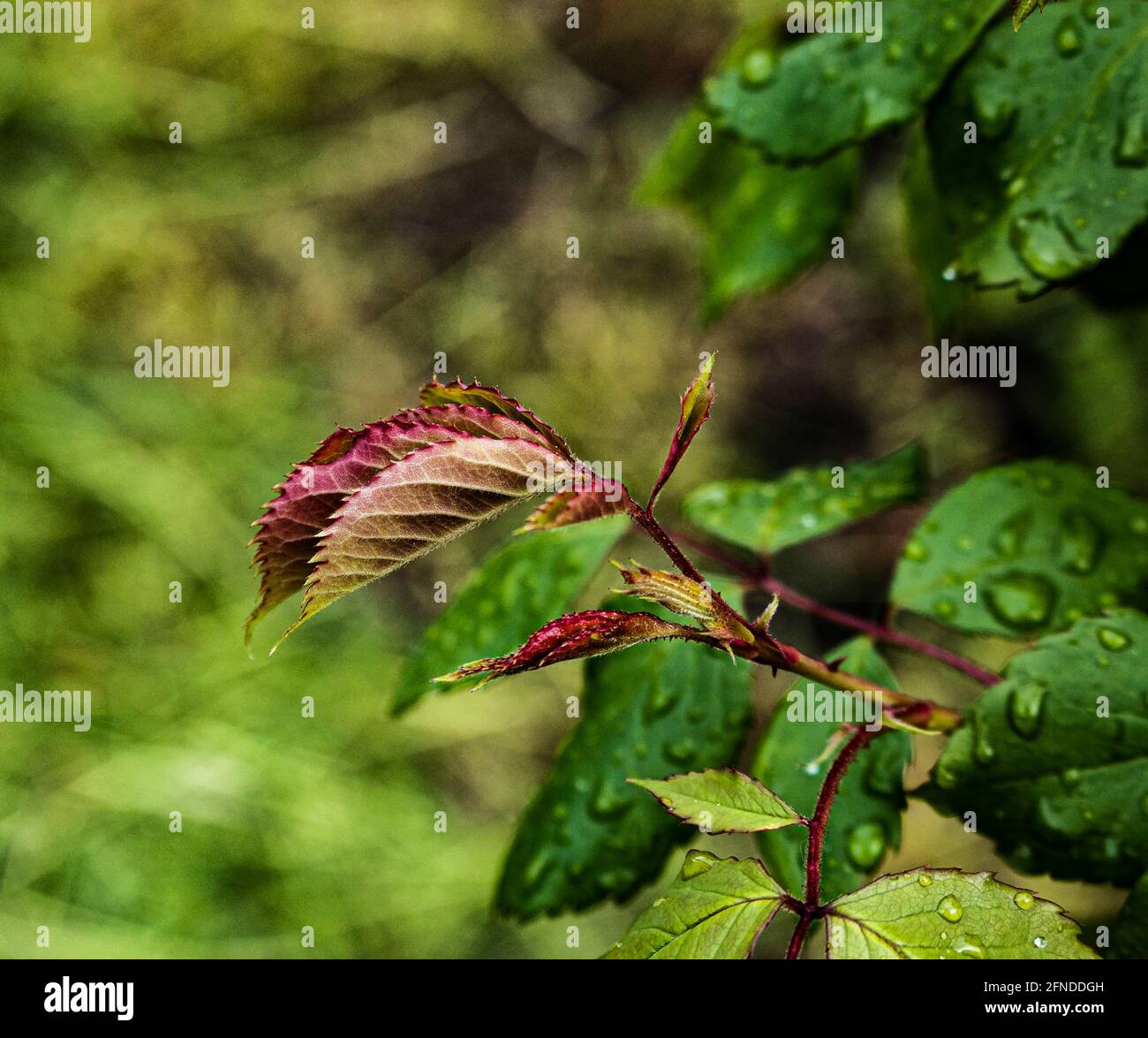 Im Frühjahr öffnen sich die Blattknospen auf Bäumen. Nierenschwellung im frühen Frühjahr. Junge grüne Nieren beginnen sich zu entwickeln und zu öffnen. Stockfoto