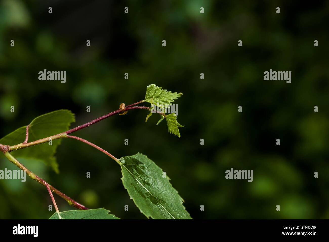 Im Frühjahr öffnen sich die Blattknospen auf Bäumen. Nierenschwellung im frühen Frühjahr. Junge grüne Nieren beginnen sich zu entwickeln und zu öffnen. Stockfoto
