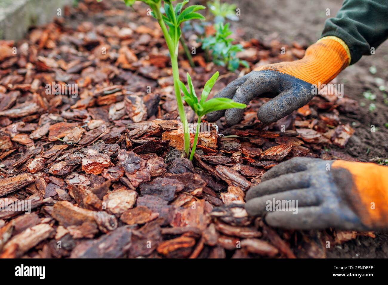 Grtner Mulchen Frhlingsgarten mit Kiefernholz Hackschnitzel Mulch. Der  Mensch legt mit Handschuhen Rinde um Pflanzen auf Blumenbeet  Stockfotografie - Alamy