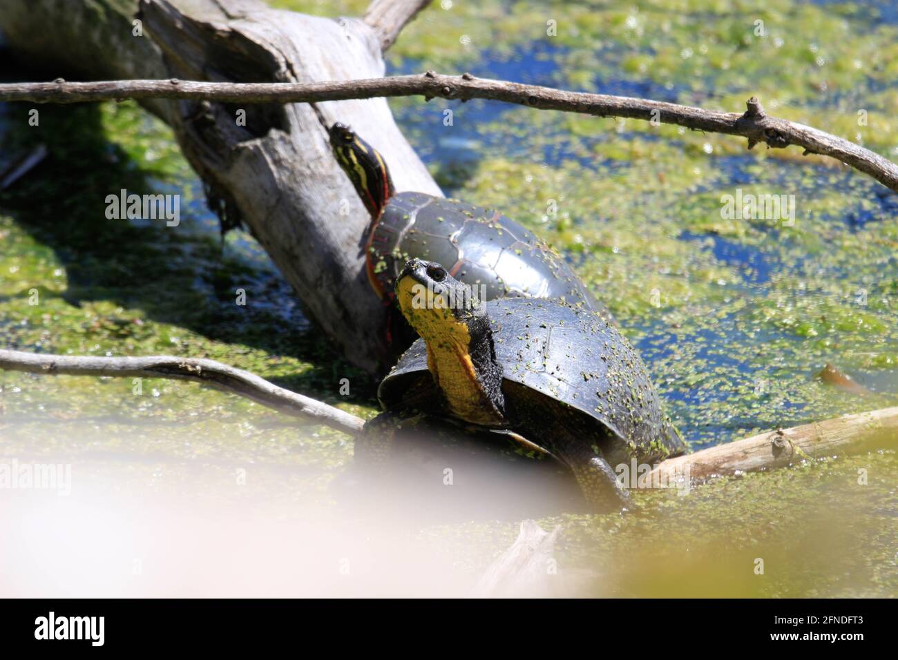 Blanding's Turtle - Emydoidea blandingii, diese bedrohte Art Schildkröte genießt die Wärme der Sonne auf einem umgestürzten Baum. Das umgebende Wasser Stockfoto