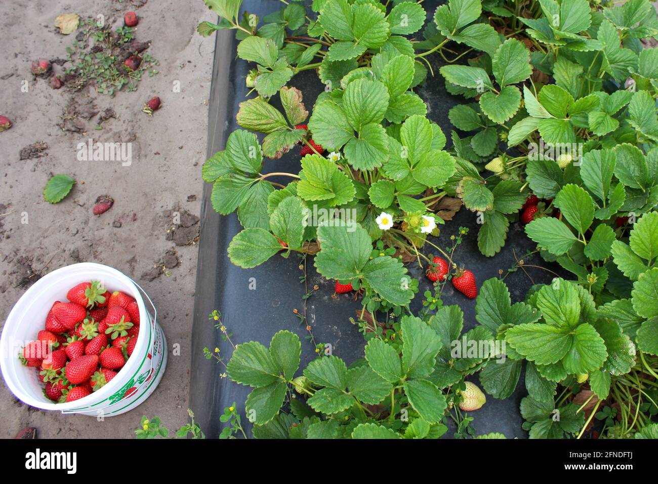 Feld von Erdbeerpflanzen mit roten und grünen Beeren mit Ein weißer Eimer mit Erdbeeren Stockfoto