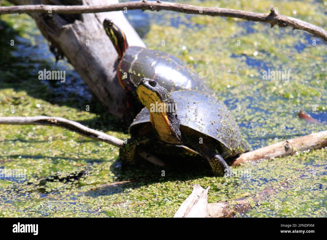 Blanding's Turtle - Emydoidea blandingii, diese bedrohte Art Schildkröte genießt die Wärme der Sonne auf einem umgestürzten Baum. Das umgebende Wasser Stockfoto