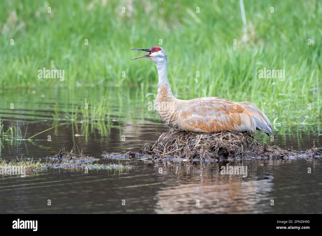 Sandhill Kraniche brüten, ein Ei im Nest, E USA, von Dominique Braud/Dembinsky Photo Assoc Stockfoto Sandhill Kraniche brüten, ein Ei im Nest, E USA, von Dominique Braud/Dembinsky Photo Assoc Stockfoto