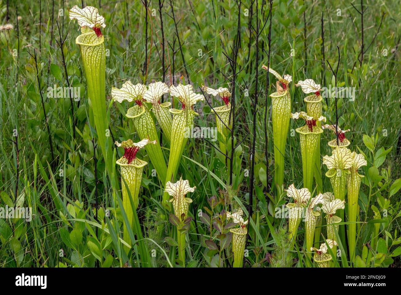 Natural Pitcher plant Hybrid Sarracenia x moorei, Western Panhandle, Florida, USA, von James D. Coppinger/Dembinsky Photo Assoc Stockfoto